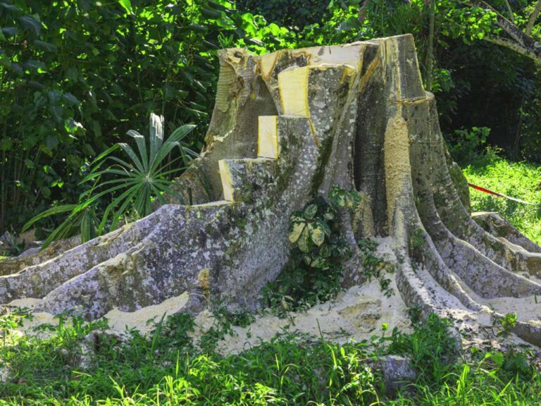 Abraham Landscaping Creating inspiring lawns and landscapes.